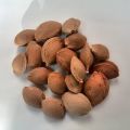 Kaip pasodinti abrikosą iš akmens šalyje atvirame lauke, auginti ir prižiūrėti