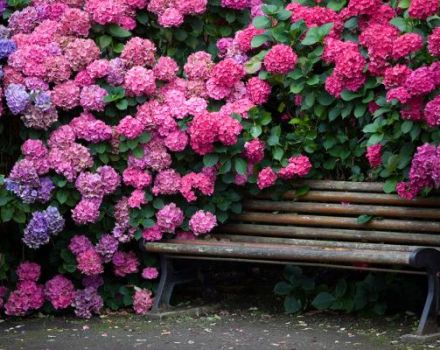 Beschreibung der Katevbinsky-Rhododendron-Arten, Pflanz- und Pflegeregeln
