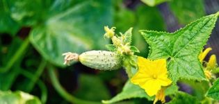 Malysh agurkų veislės aprašymas, jo derlius ir priežiūra