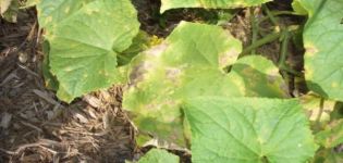 What to do if there are rusty spots on the leaves of cucumbers