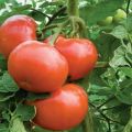 Jenis tomato yang paling boleh diterima untuk tumbuh di wilayah Donetsk Kharkiv dan Lugansk