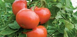 Le varietà di pomodori più accettabili per la coltivazione nelle regioni di Donetsk Kharkiv e Lugansk
