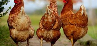 Опис и карактеристике сассо пилића, правила и карактеристике садржаја
