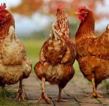 Sasso veislės viščiukų aprašymas ir savybės, taisyklės ir turinio ypatybės