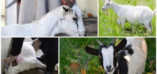 Како правилно резати козе код куће, методе клања и убијања лешева