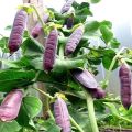 Opis najlepších odrôd fialového hrachu, ich charakteristika a pestovanie