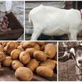 Ar įmanoma ir kaip tinkamai duoti žalias bulves ožkoms, produkto pranašumai