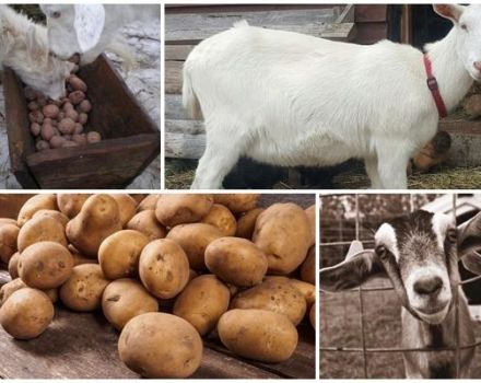 Er det muligt, og hvordan man korrekt giver rå kartofler til geder, fordelene ved produktet