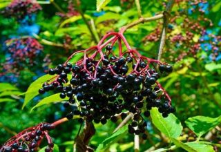 Menanam dan merawat elderberry, penerangan varieti, pembiakan dan penanaman