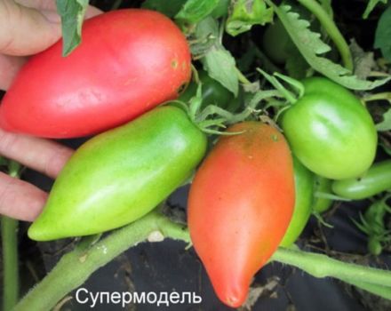 Egenskaber og beskrivelse af tomatsorten Supermodel