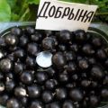 Description and characteristics of the currant variety Dobrynya, planting and care