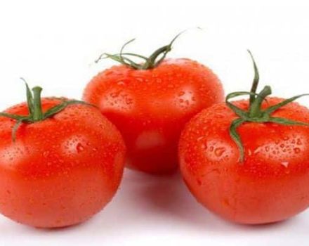 Egenskaper och beskrivning av tomatsorten En trädgårdsmästares dröm, dess utbyte