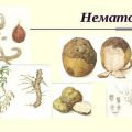 Hoe om te gaan met een aardappelnematode, zijn tekenen, beschrijving en behandeling