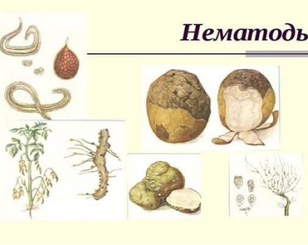 Jak se vypořádat s bramborovým háďátkem, jeho příznaky, popis a léčba