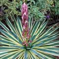 Arten und Sorten von Garten-Yucca, Pflanzen und Pflege auf freiem Feld, wie man den Winter abdeckt