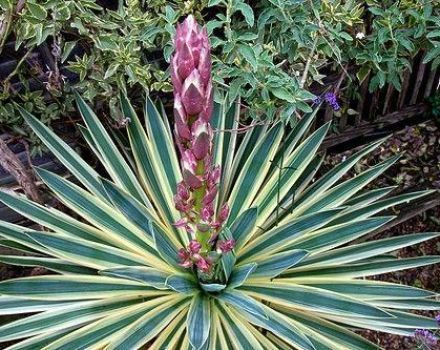 Sodo yucca rūšys ir veislės, sodinimas ir priežiūra atvirame lauke, kaip padengti žiemą