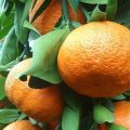 A mandarinfajták leírása az Unshiu és az otthoni termesztés