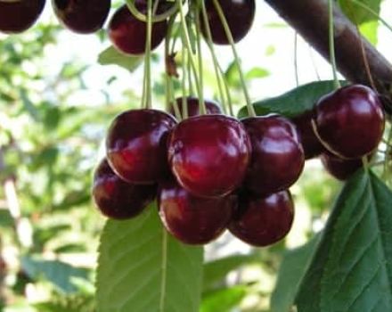 Vyšnių veislių aprašymas ir savybės Pamyat Yenikeeva, derlius ir auginimas