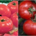 Charakterystyka i opis odmiany pomidora Doll f1, jej plon