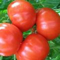 Beskrivning och egenskaper hos tomatsorten Bourgeois