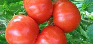 Opis a charakteristika odrody paradajok Bourgeois