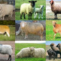 Druhy klasifikácie plemien oviec, podľa ktorých sa kritériá delia a opis