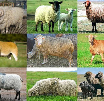 Top 5 ras owiec mlecznych i ich główne wskaźniki, rozwój branży w Rosji