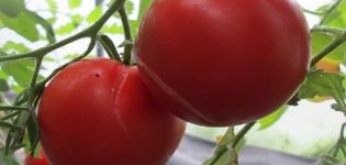 Opis odrody rajčiaka sibírskeho v rajčiakoch, jeho charakteristika a výnos