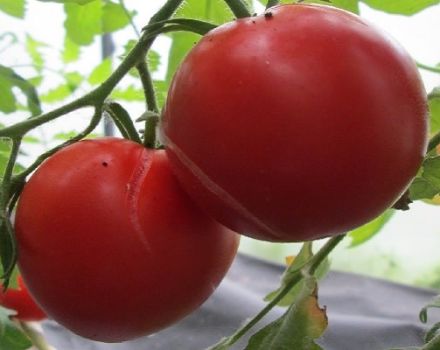 Description of the variety of tomato Siberian abundant, its characteristics and yield