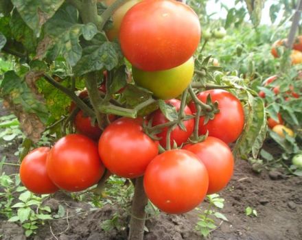 Egenskaber og beskrivelse af tomatsorten Fighter (Buyan), dens udbytte