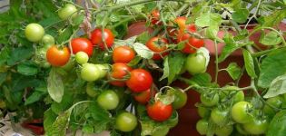 Pestovanie paradajok Grigorashik f1 a opis odrody