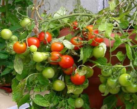 Odling av tomat Grigorashik f1 och beskrivning av sorten