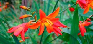 Description and varieties of crocosmia, planting and care in the open field