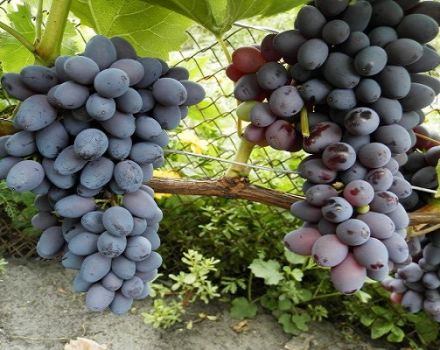 Descripción de la variedad de uva pasas Júpiter, características y características de cultivo.