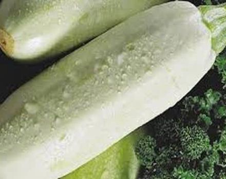 Beskrivning av olika zucchini Rolik, funktioner för odling och vård