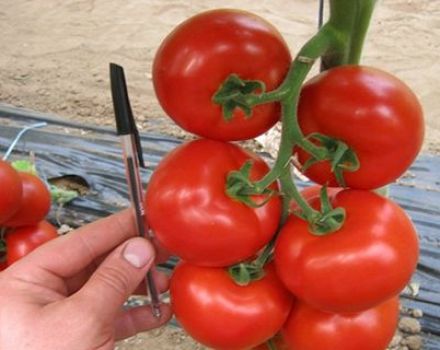 Caractéristiques et description de la variété de tomate Mahitos F1