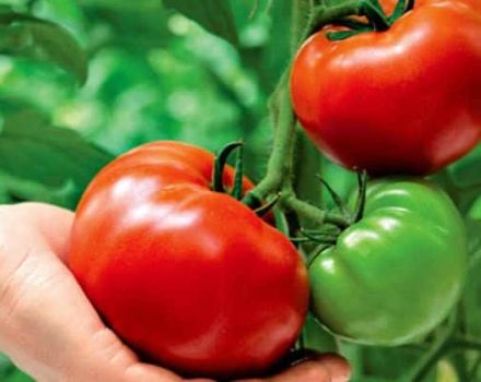 Beskrivning av tomatsorten Tre feta män och dess egenskaper