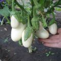 Beskrivning av sorter av vit aubergine, deras fördelar och nackdelar