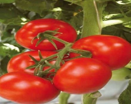 Pomidorų veislės „Harlequin F1“ ir jos žemės ūkio technologijos aprašymas