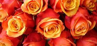 Hibridinės arbatos rožių veislės „Brandy Cherry“ aprašymas, sodinimas, priežiūra ir dauginimas