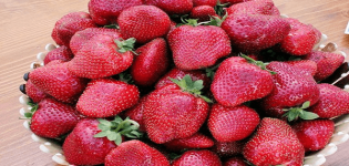 Beskrivning och egenskaper hos jordgubbssorten Ta, plantera och sköta