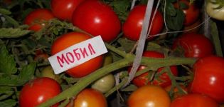 Mobil pomidorų veislės charakteristikos ir aprašymas, derlius