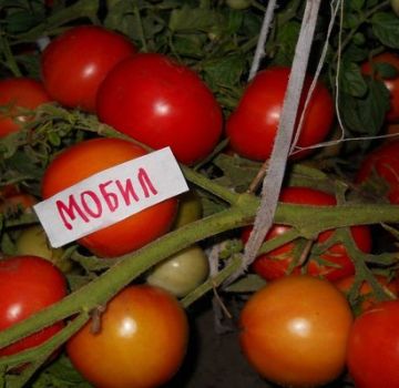 Mobil tomātu šķirnes raksturojums un apraksts, tās raža