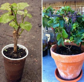 Grape varieties for cultivation in an apartment and home care