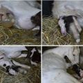 Kodėl ožka neturi pogimdyminio ir ką daryti, liaudies metodai ir prevencija