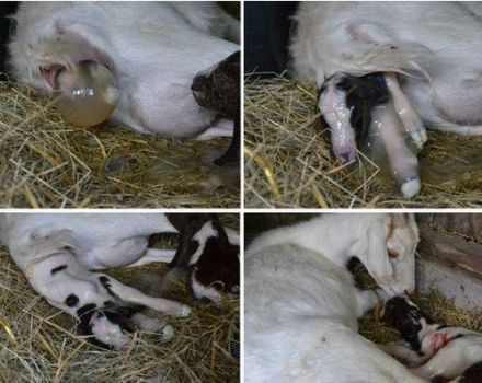 Pourquoi la chèvre n'obtient pas l'après-naissance et que faire, méthodes traditionnelles et prévention