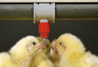Tabell och diagram över att dricka kycklingar med antibiotika och vitaminer