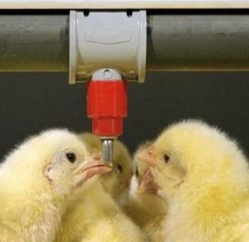 Lentelė ir diagramos, kaip viščiukus gerti su antibiotikais ir vitaminais