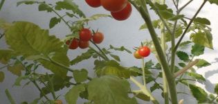 Pěstování různých rajčat Pugovka, její vlastnosti a popis