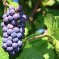 Beschrijving en kenmerken van Pinot Noir-druiven, geschiedenis en regels van landbouwtechnologie